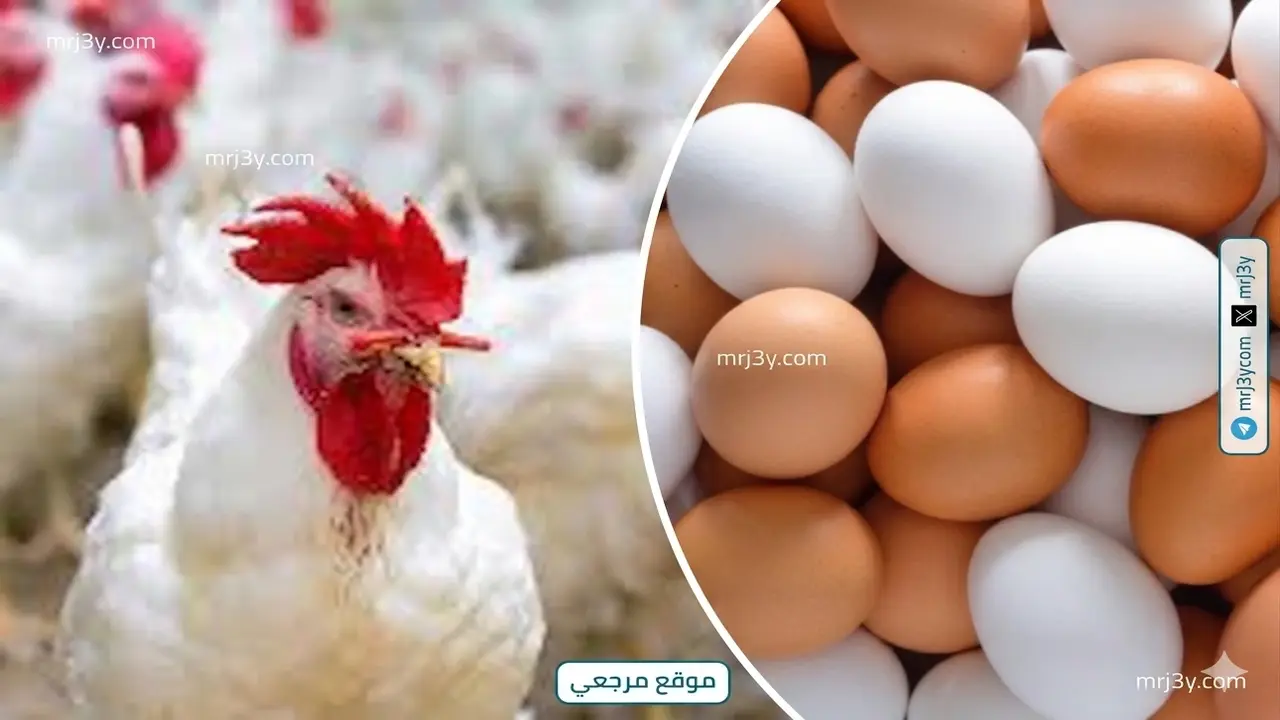 تفاصيل أسعار الفراخ والبيض بالبورصة السبت 11 أبريل بعد موجة الاستقرار الأخيرة